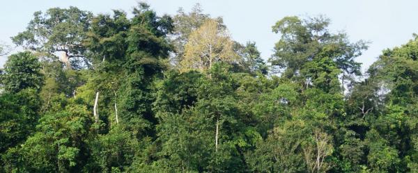 Forêt secondaire de la forêt classée d’Agbo en Côte d'Ivoire, 30 ans après l’abandon de l’agriculture © Anny E N’Guessan